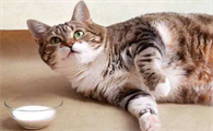 我家的猫咪为什么吃不胖的原因