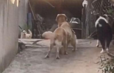 带宠物狗回村后，见到土狗被吓得拔腿就跑！