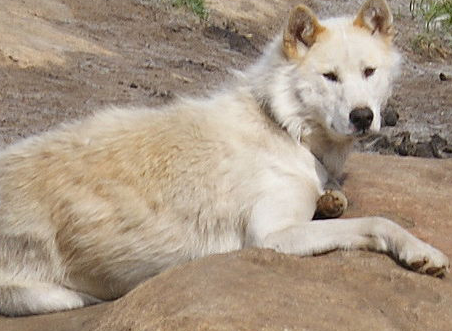 格陵兰犬为什么没人养？不妨来看看吧