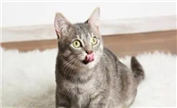 猫咪不吃饭正常吗