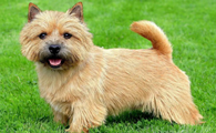 诺维奇梗犬好不好养？