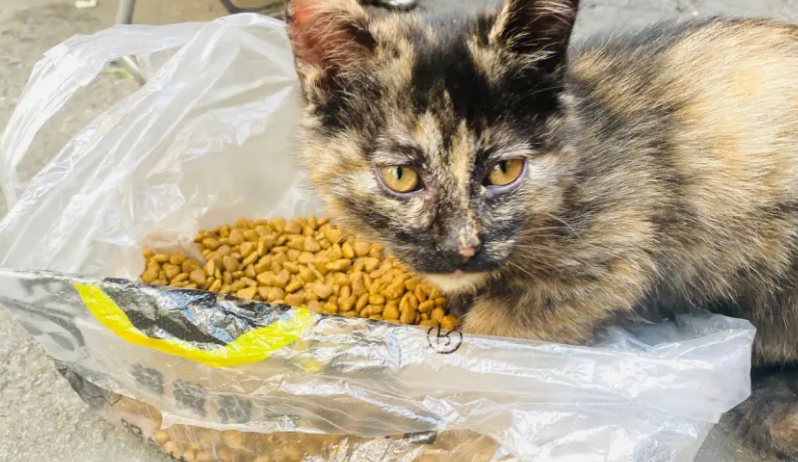 该不该投喂流浪猫