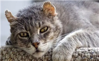猫咪毛为什么会粘呢