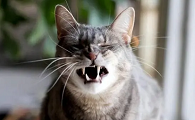 猫咪为什么叫得声音大
