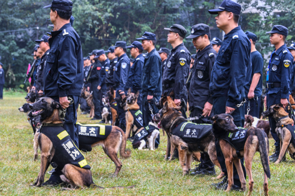 警犬挑选标准是什么？不清楚的快来看看