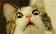 猫咪为什么变胆小害怕呢