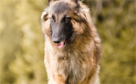 比利时坦比连犬价格 一种匀称的中型犬