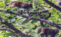 大自然中的可爱猴子，探寻野生猕猴的世界