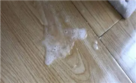 猫咪为什么总会想吐口水呢