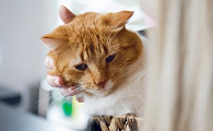 猫咪要磨蹭你是为什么