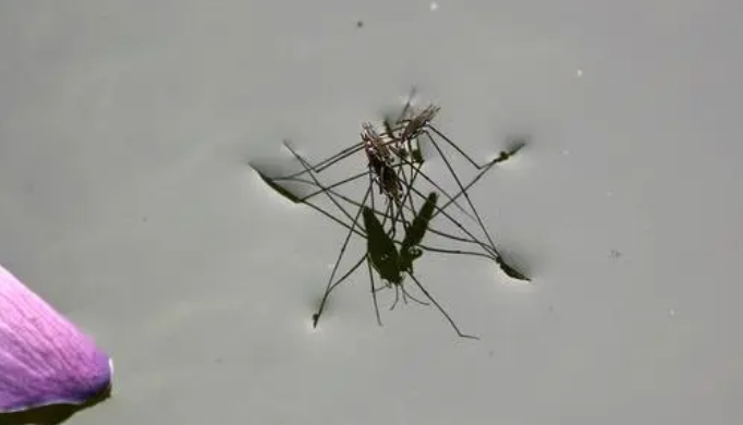 水蜘蛛学名叫什么