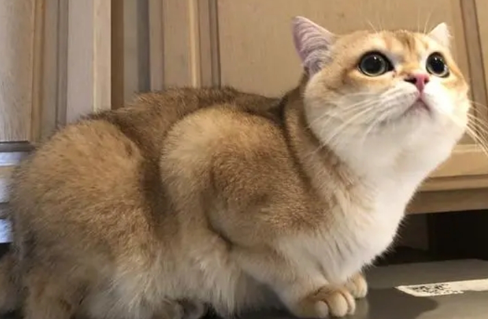 金渐层猫岁数咋判断