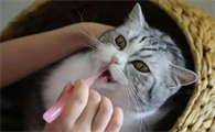 猫咪可以刷牙膏吗为什么呢