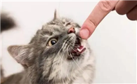 猫咪为什么吃饭老是咬人呢