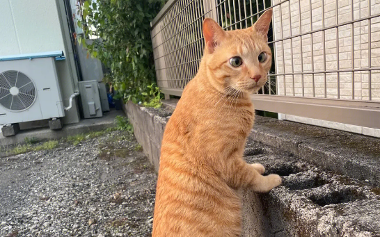 像橘猫的品种猫 像橘猫的品种猫