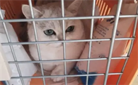 猫咪宠物托运需要多少钱费用