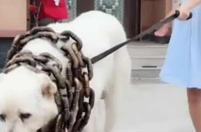 小主人把大白熊犬当马骑，威风的小模样亮了，网友：羡慕