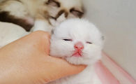 为什么猫咪出生会睁眼