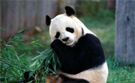 中国大熊猫的简介