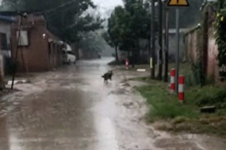 突然下大雨了,狗狗淋着雨也要去给奶奶送伞 突然下大雨了,狗狗淋着雨也要去给奶奶送伞