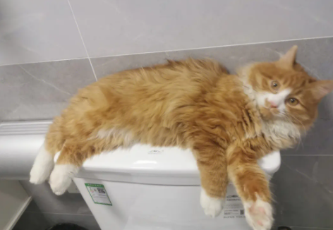 长毛橘猫一个月的样子 长毛橘猫一个月的样子