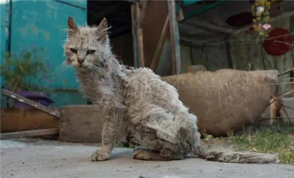 为什么不能在家门口喂流浪猫