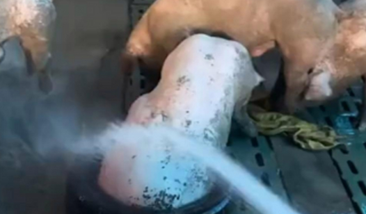 白洗猪:一种具有特殊肉质和生产性能的猪种 白洗猪:一种具有特殊肉质和生产性能的猪种