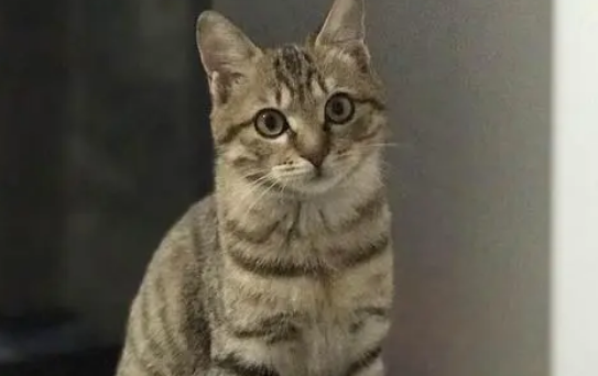 狸花猫长得快吗 狸花猫长得快吗