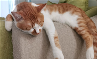猫咪为什么会冻干是怎么回事