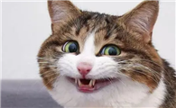 猫咪喜欢偷笑吗为什么啊