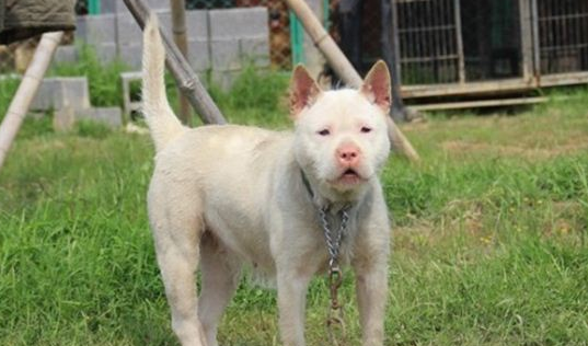 从江犬和下司犬哪个好