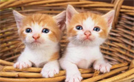 为什么不爱养绝育的猫咪呢