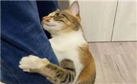 猫咪为什么老喜欢扑腿呢