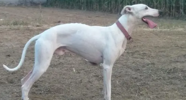 格力犬怎么喂养