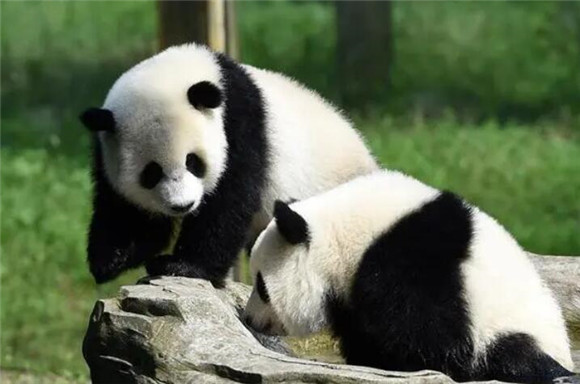 大熊猫是什么类别