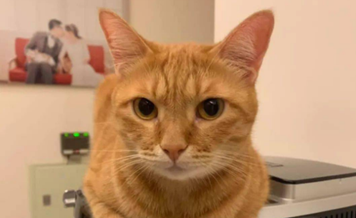 橘猫名字大全洋气的 橘猫名字大全洋气的