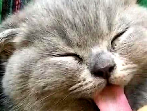 蓝猫睡觉总爱露舌头，铲屎官好奇拉了下，突然吓了铲屎官一大跳 