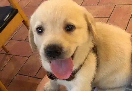 拉布拉多幼犬不停的咳嗽是什么情况呢 拉布拉多幼犬不停的咳嗽是什么情况呢