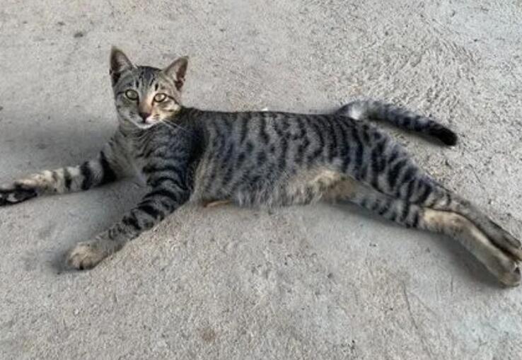 狸花猫多久开始认主人