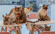猫咪总跟着我还叫个不停怎么回事