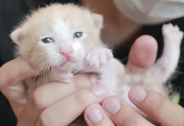 小奶猫辨别公母