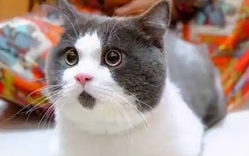 蓝白净梵猫贵还是纯蓝贵 蓝白净梵猫贵还是纯蓝贵