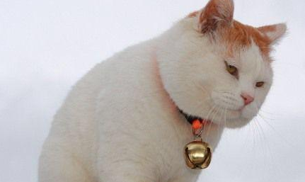 猫被称作招财猫 猫被称作招财猫