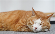 猫咪为什么在地上睡觉
