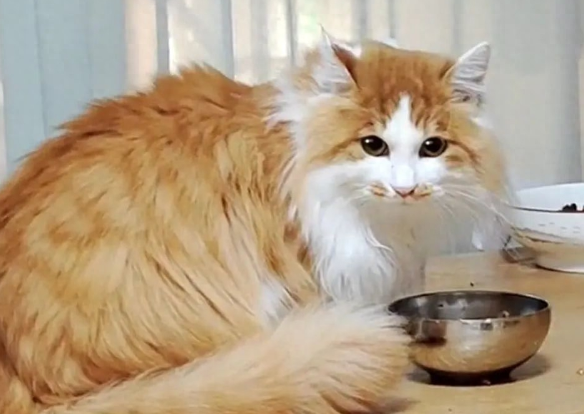 隔着窗户偷看人类的流浪猫,被收养后逆袭成仙女猫 隔着窗户偷看人类的流浪猫,被收养后逆袭成仙女猫