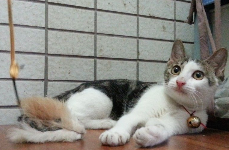 麒麟尾巴的猫的寓意 麒麟尾巴的猫的寓意