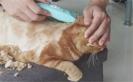 猫咪为什么手动剃毛毛呢