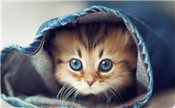 猫咪为什么老是想走远啊