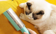猫咪怕剃毛机器是为什么