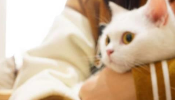 四大平价猫罐头测评 四大平价猫罐头测评